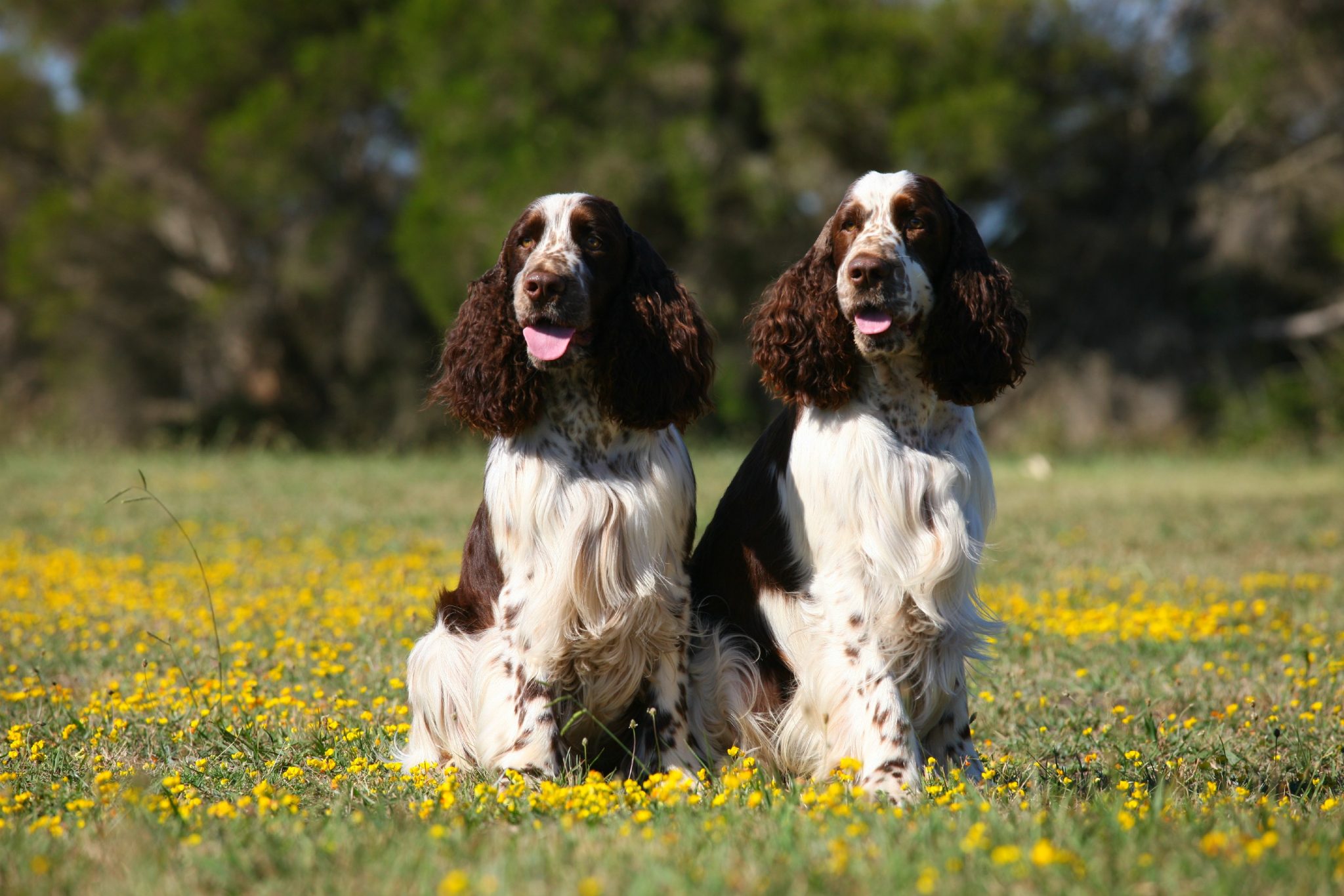 Boys-sitting-in-Daisies_picnik-2048x1366